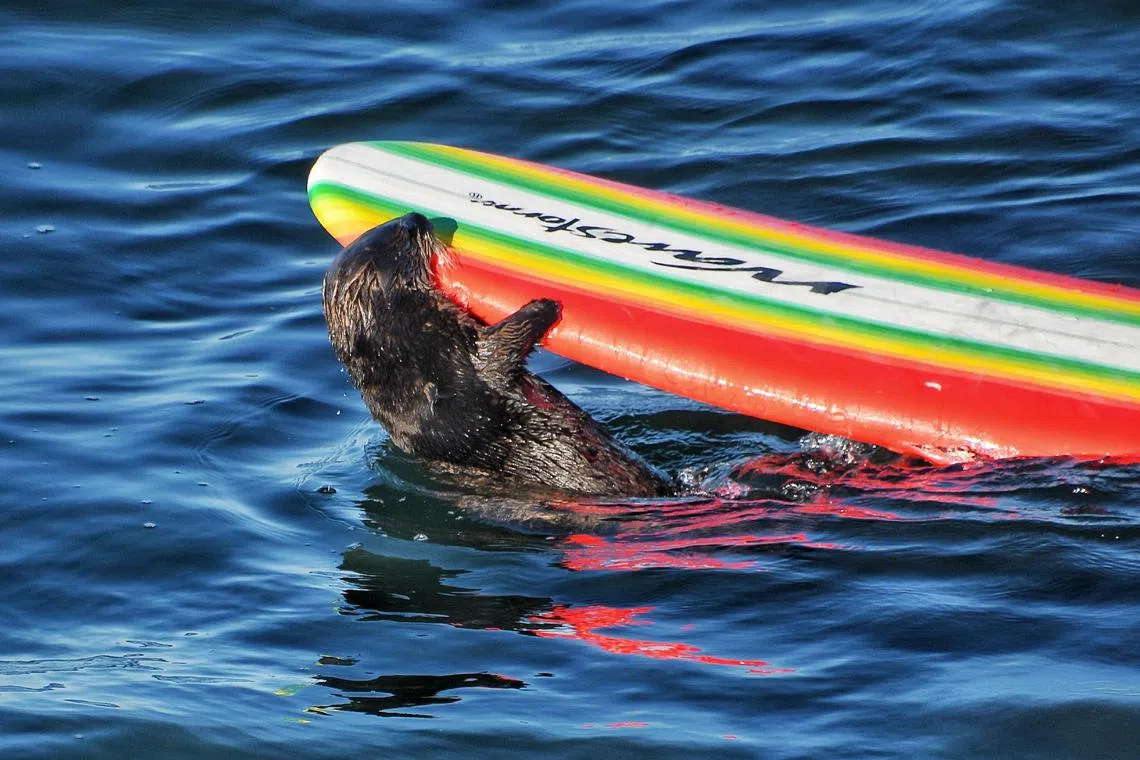 -- NO SALES; FOR EDITORIAL USE ONLY WITH  CALIF OTTER SURFBOARDS  by ROTH of JULY 12, 2023 . ALL OTHER USE PROHIBITED. -- Otter 841, a 5-year-old otter raised at the Monterey Bay Aquarium in California, that now lives at sea and is fond of stealing surfboards. After 841’s behavior seemed to grow more aggressive, wildlife officials in Santa Cruz said on July 10, 2023 that they would attempt to recapture and relocate her. (Mark Woodward/Native Santa Cruz via The New York Times) -- NO SALES; FOR EDITORIAL USE ONLY WITH  XXstory-slugXX by ROTH of JULY 12, 2023 . ALL OTHER USE PROHIBITED. --
