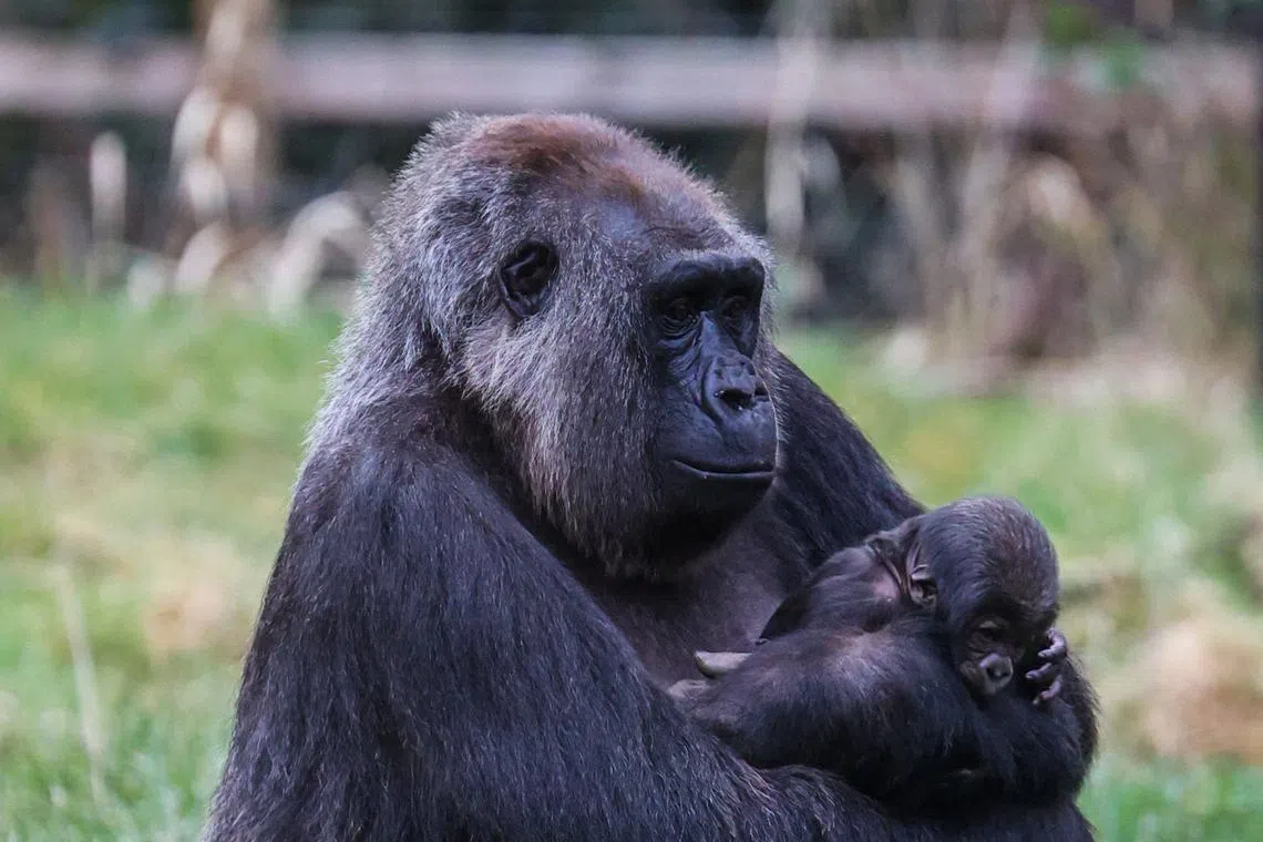 The baby was born on Feb 8 to mother Effie and was delivered in the gym area of Gorilla Kingdom.