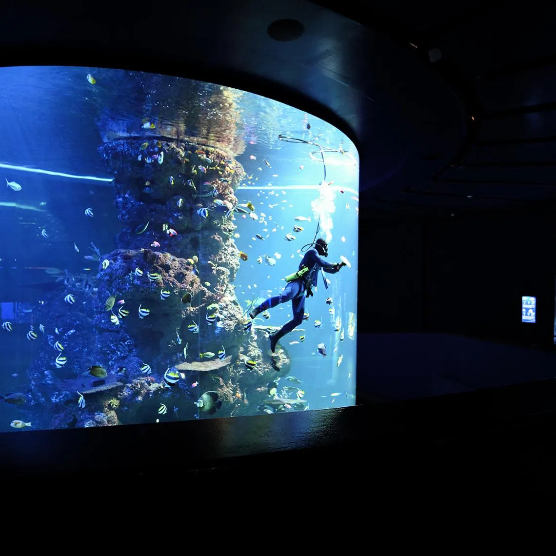 Animal Care Specialist Justin Tan Chin How wiping the panel of the Coral Garden at Singapore Oceanarium on May 26.