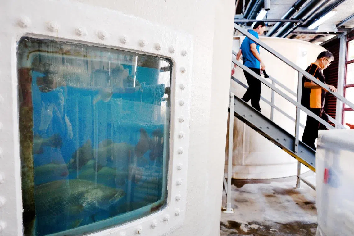Asian seabass broodstock at SFA's Marine Aquaculture Centre.