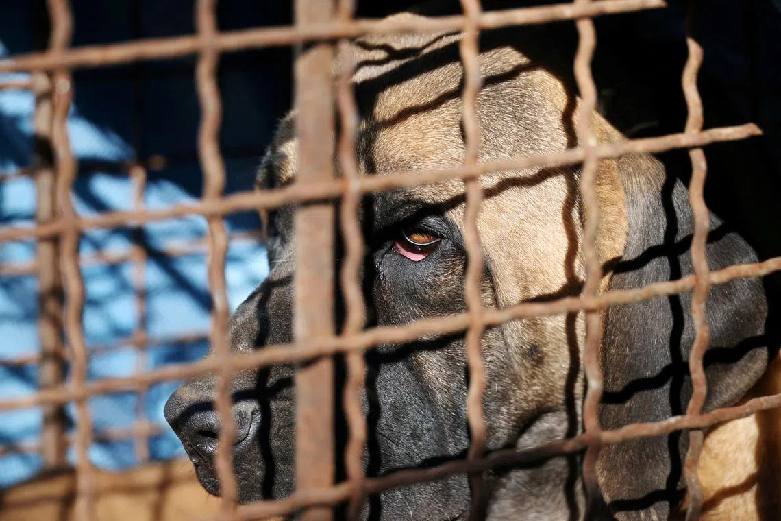 FILE PHOTO: A dog in a cage is pictured during a protest to demand the government to scrap plans to pass a bill to enforce a ban on eating dog meat, in front of the Presidential Office in Seoul, South Korea, November 30, 2023. REUTERS/Kim Hong-Ji/File Photo