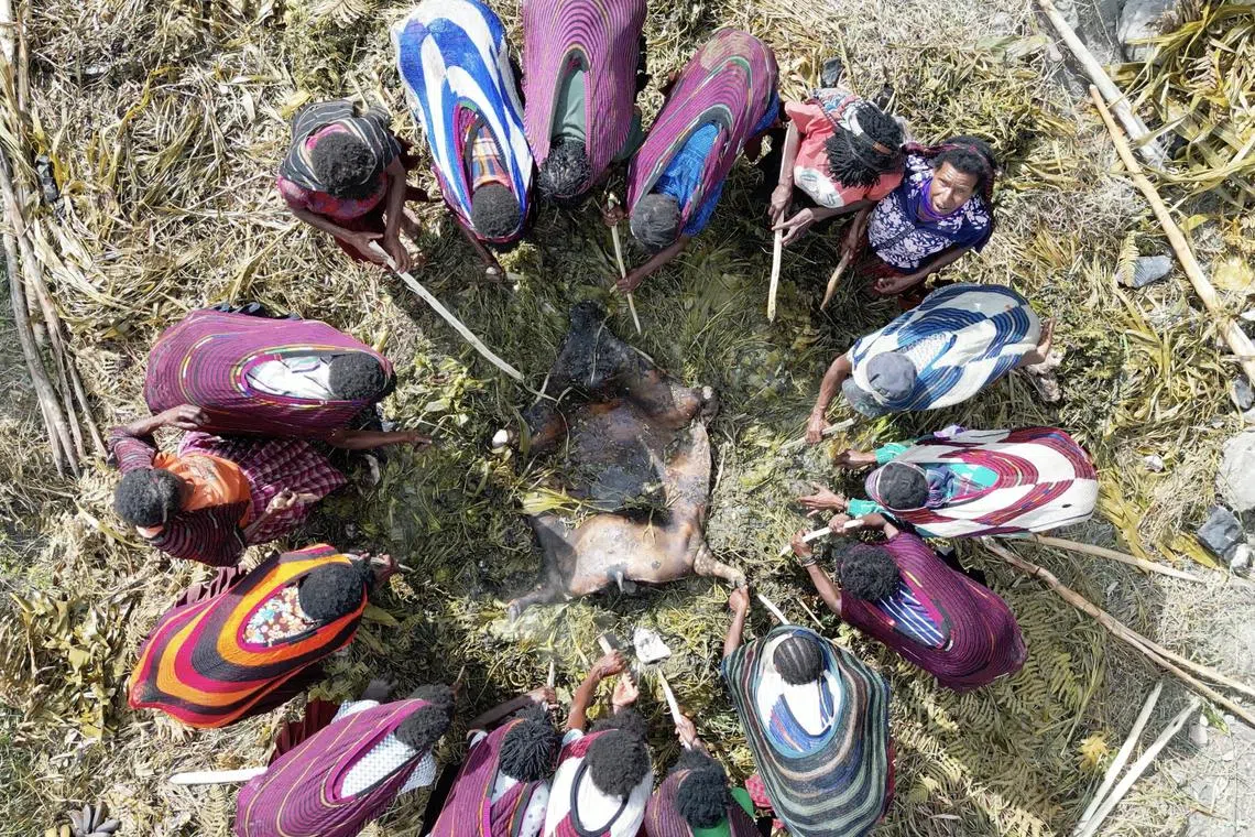 lapapua2 - At a peace ceremony to commemorate the end of a tribal war, five pigs were sacrificed and cooked in pits laid with searing hot rocks.



Credit/Copyright: LI-ANN TAN AND JON SONG