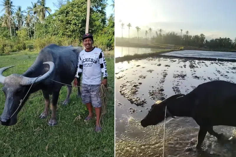 Viral TikTok clip saves ‘senior citizen’ water buffalo from slaughter in rural Philippines