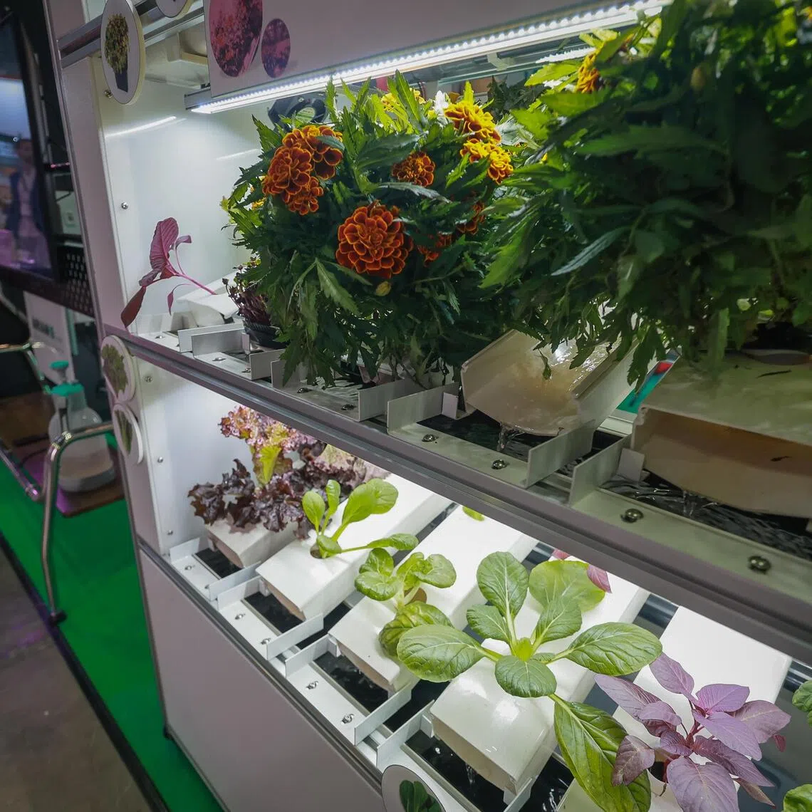 Indoor vertical farming solutions at the Arianetech booth at an agri-tech exhibition held at the Sands Expo & Convention Centre on Nov 5, 2025, as part of the Singapore International Agri-Food Week. 