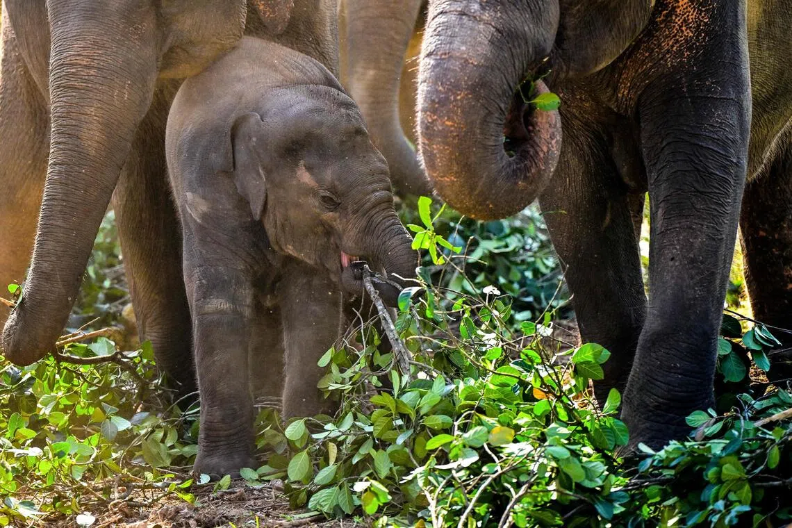 Elephants eat leaves at an orphanage in Pinnawala where an elephant keeper was sentenced to 15 years in jail in September for wildlife trafficking.
