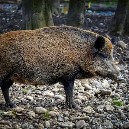A wild boar eating contaminated food is suspected to be cause of the outbreak.