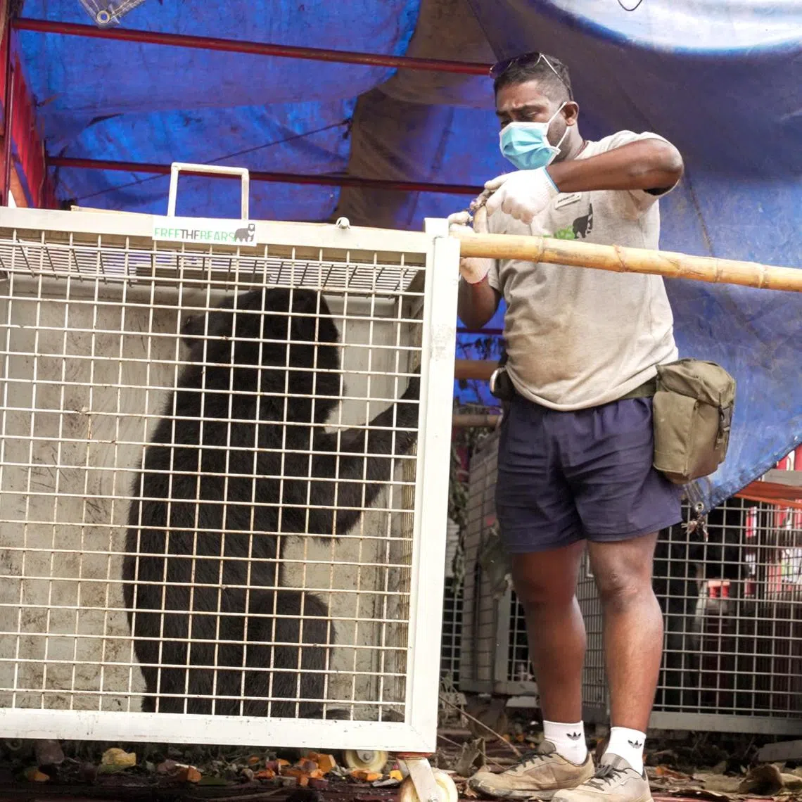 Singaporean Karthiriish Chandra helping to load a bear, rescued from an illegal bile farm in Laos, onto a truck.