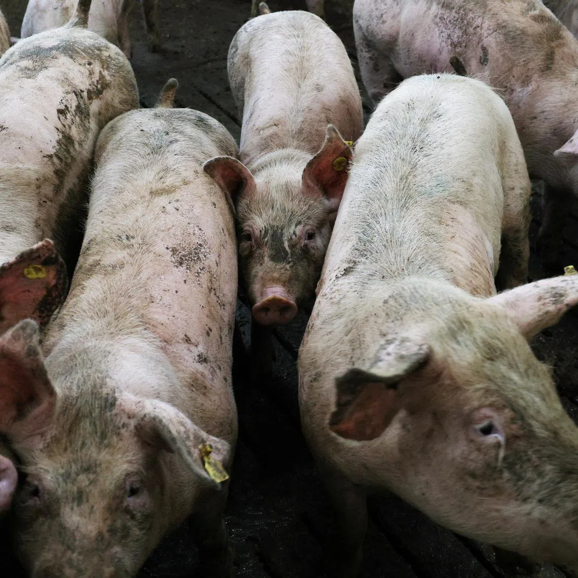 Simultaneous outbreaks of all three diseases had not been seen between 2019, when African swine fever was first confirmed in South Korea, and 2024.