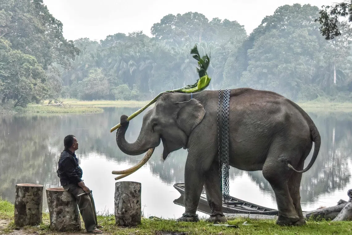 TOPSHOT - A mahout watches over a tame Sumatran elephant playing, surrounded by haze caused by forest and land fires, at the Buluh Cina Nature Tourism Park in Kampar, Riau, on September 17, 2026. Critically endangered Sumatran elephants are pushed further to the brink as wildfires razed hundreds of hectares of their habitat on the western Indonesian island, wildlife NGO Geopix told AFP on September 16, 2026. (Photo by WAHYUDI / AFP)