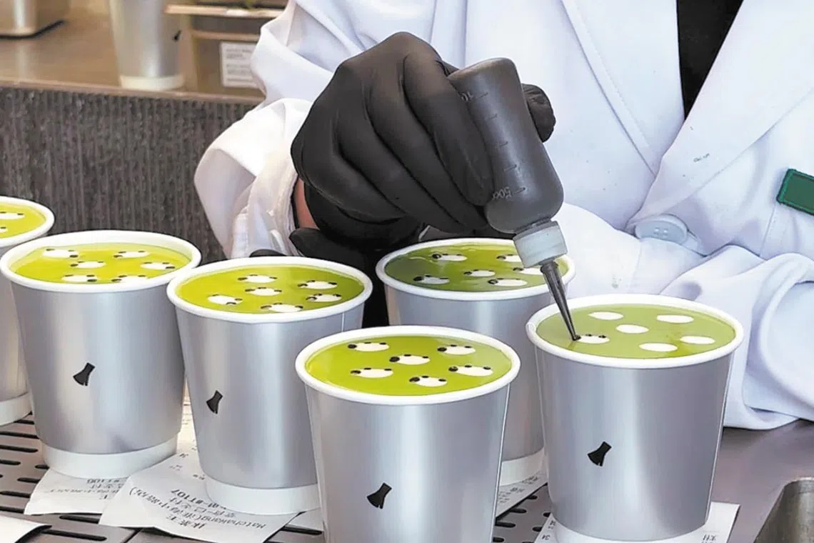 Whimsical sheep foam art of matcha latte in Shanghai causes stir online