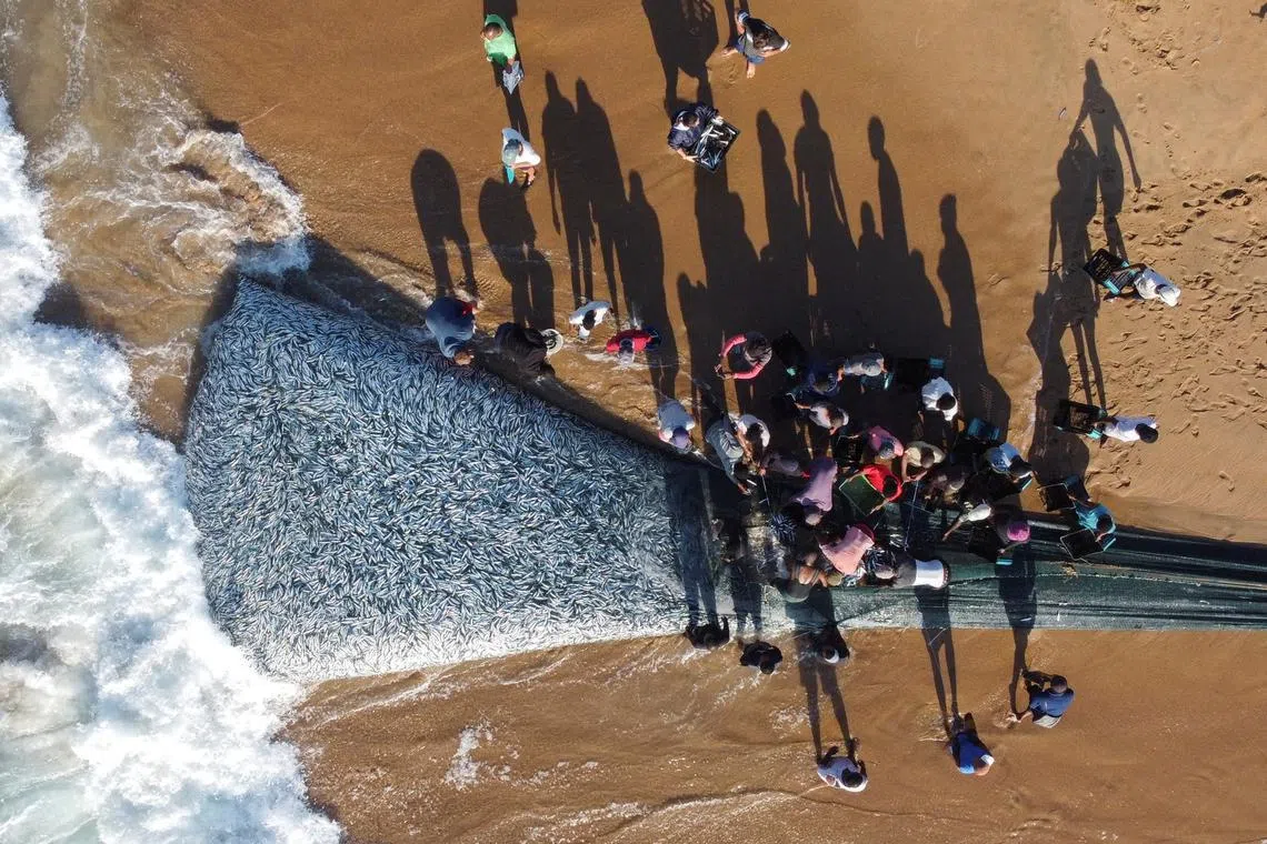 Fishermen unloading fish caught in a net during the sardine run in Scottburgh, South Africa, on June 12, 2024. 
