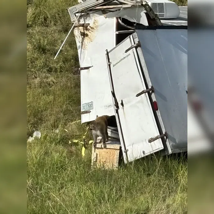 The Jasper County Sheriff’s Office also said that the monkeys carried “hepatitis C, herpes, and Covid”.