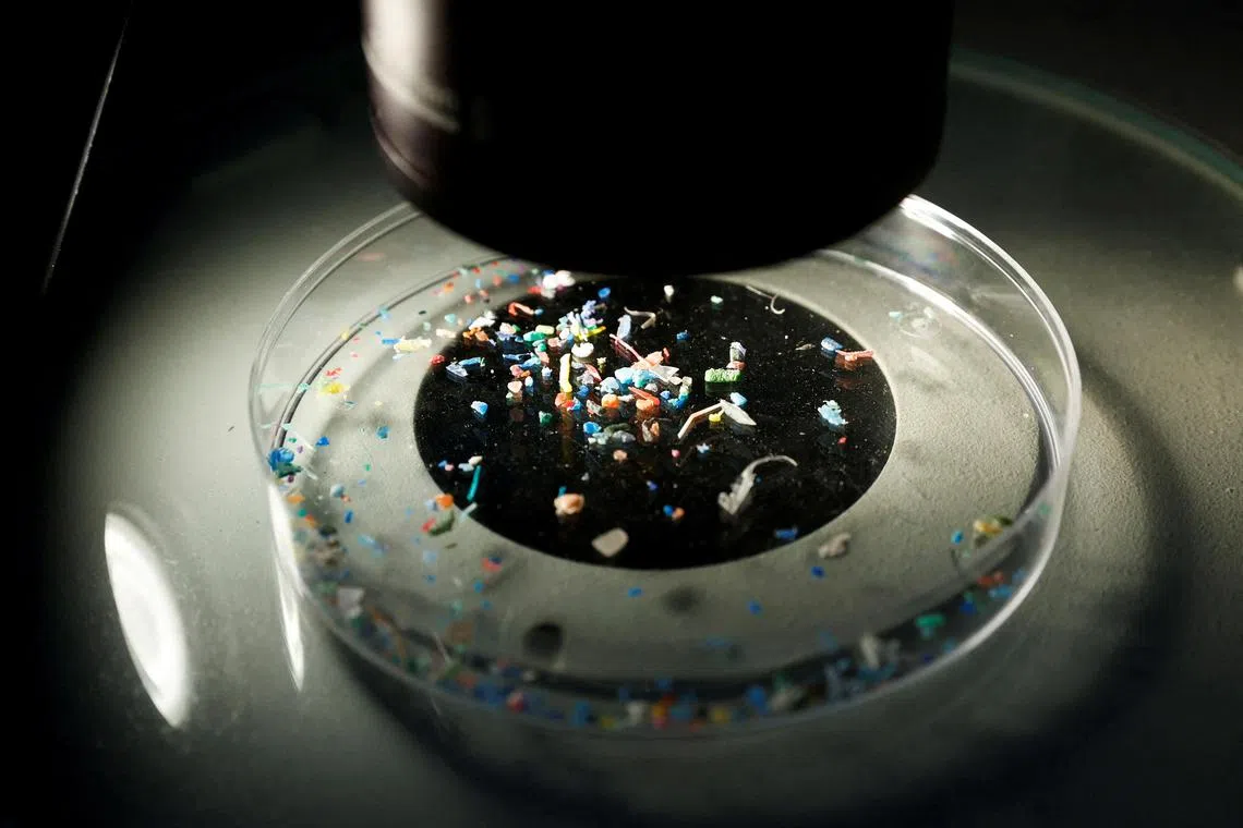 A marine scientist shows microplastics collected from the sea with a microscope. 