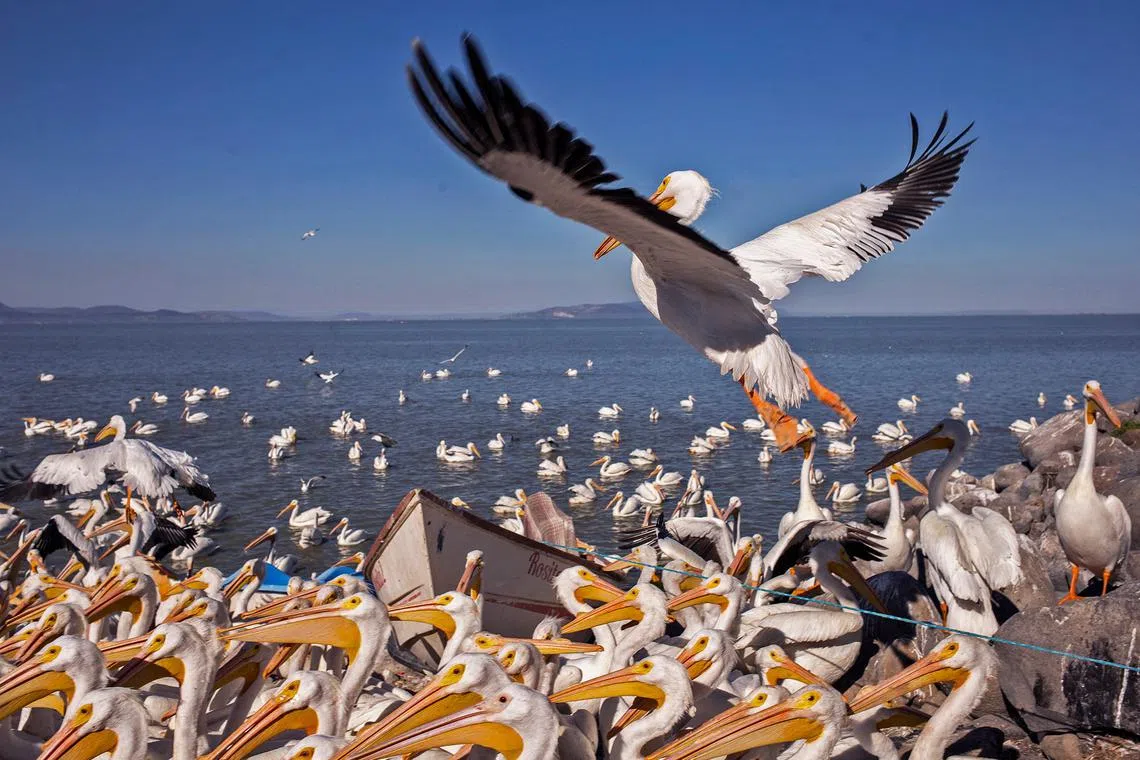 American white pelicans are seen on the island of Petatan in the municipality of Cojumatlan de Regules, Michoacan state, Mexico on Feb 23, 2024. 
Pelecanus erythrorhynchos, as the 15kg pelican is classified, is one of the biggest birds on the continent. 