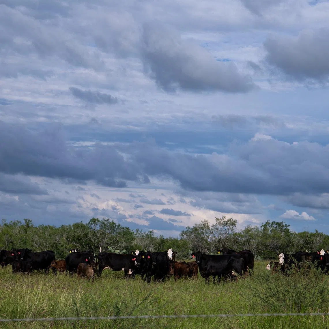 A herd of cattle graze pasture on Susan Storey Rubio and DJ Rubio’s multi generational 11,000 acre ranch, two days after the U.S. Department of Agriculture confirmed that New World screwworm was detected in a Texas calf in Zavala County, in Cotulla, Texas, U.S. June 5, 2026.  REUTERS/Kaylee Greenlee