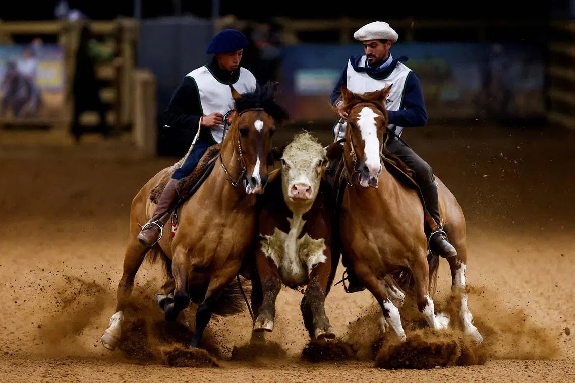 Participants riding Criollo horses as they compete in the Freio de Ouro, a Criollo horse handling competition in Esteio, Brazil, Sept 6, 2025. 