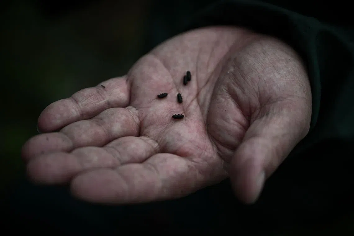 The stenographer bark beetle primarily attacks pines damaged by fire or storm.
