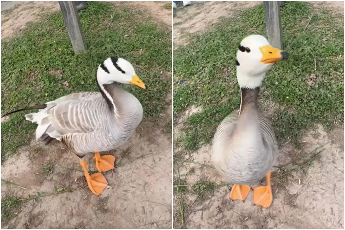 Da Bao the goose was known to be gentle and affectionate, and had more than 40,000 likes on its social media accounts.