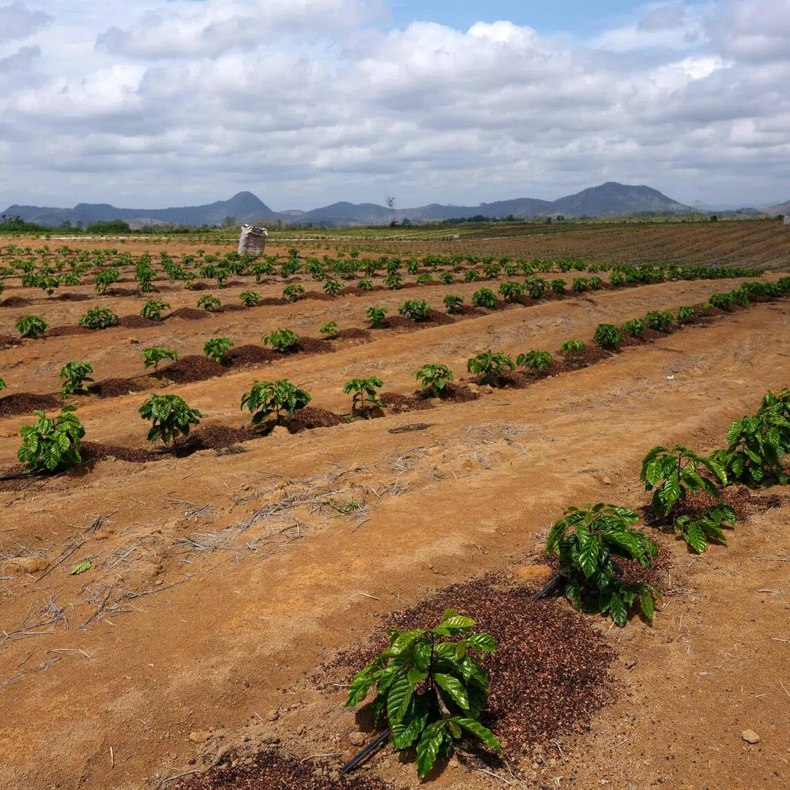 The 2026-27 season is widely expected to produce the biggest surplus in years, helped by a potential record crop in the world’s top grower.