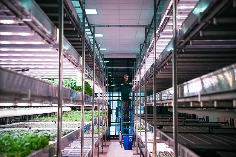 The future of vertical farming is still bright
