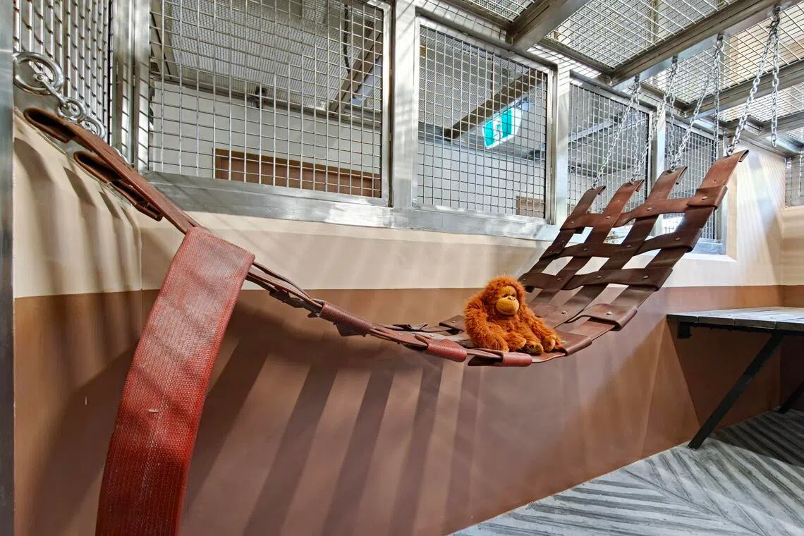 Some wards have swings for primates like orangutans.
