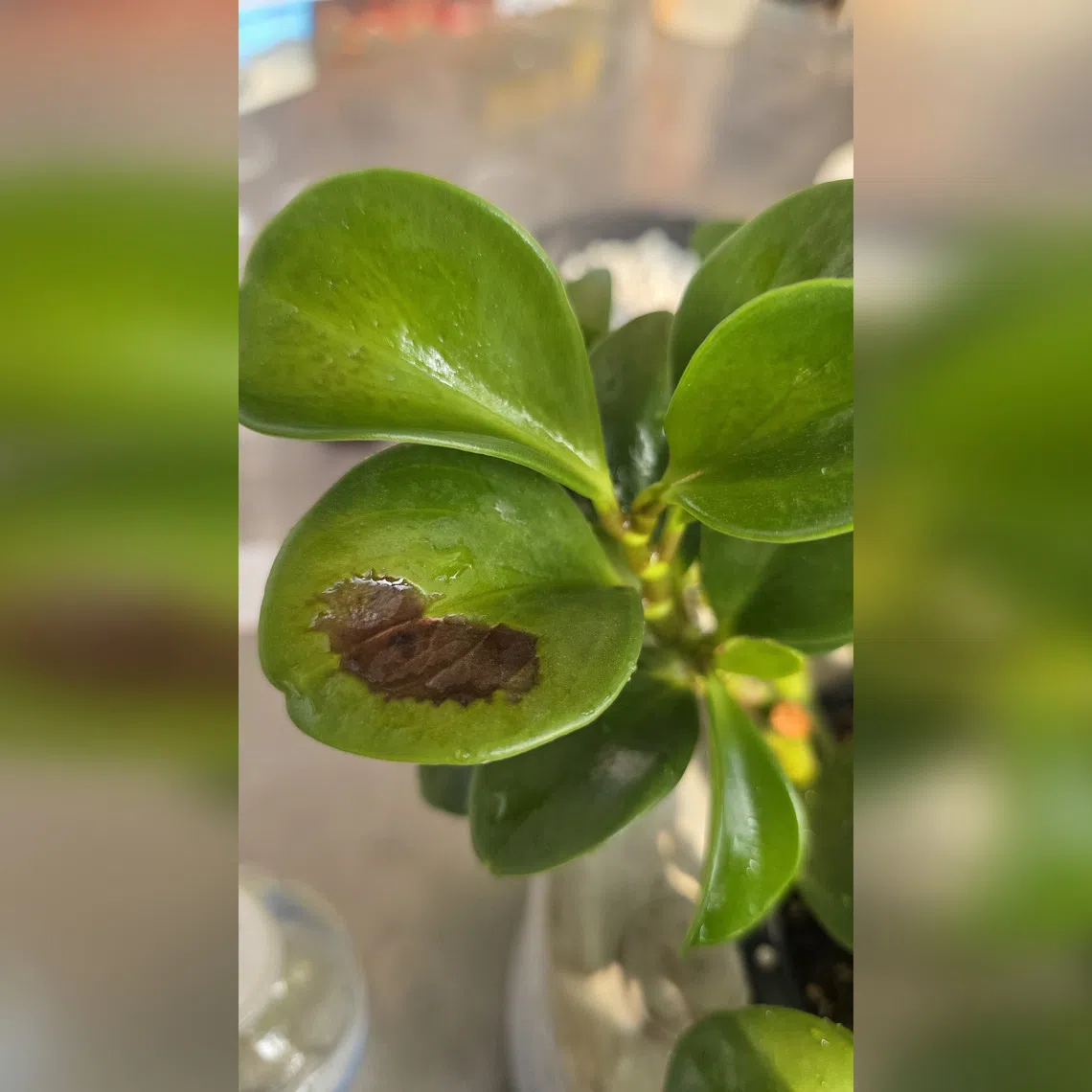 If the spot on the damaged leaf spreads, remove the leaf.