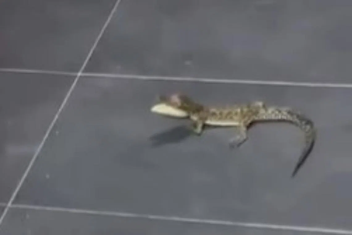 Madam Faridah Abd Ghani was up at 6am to clean the verandah of her house when she felt a bite on her left leg.