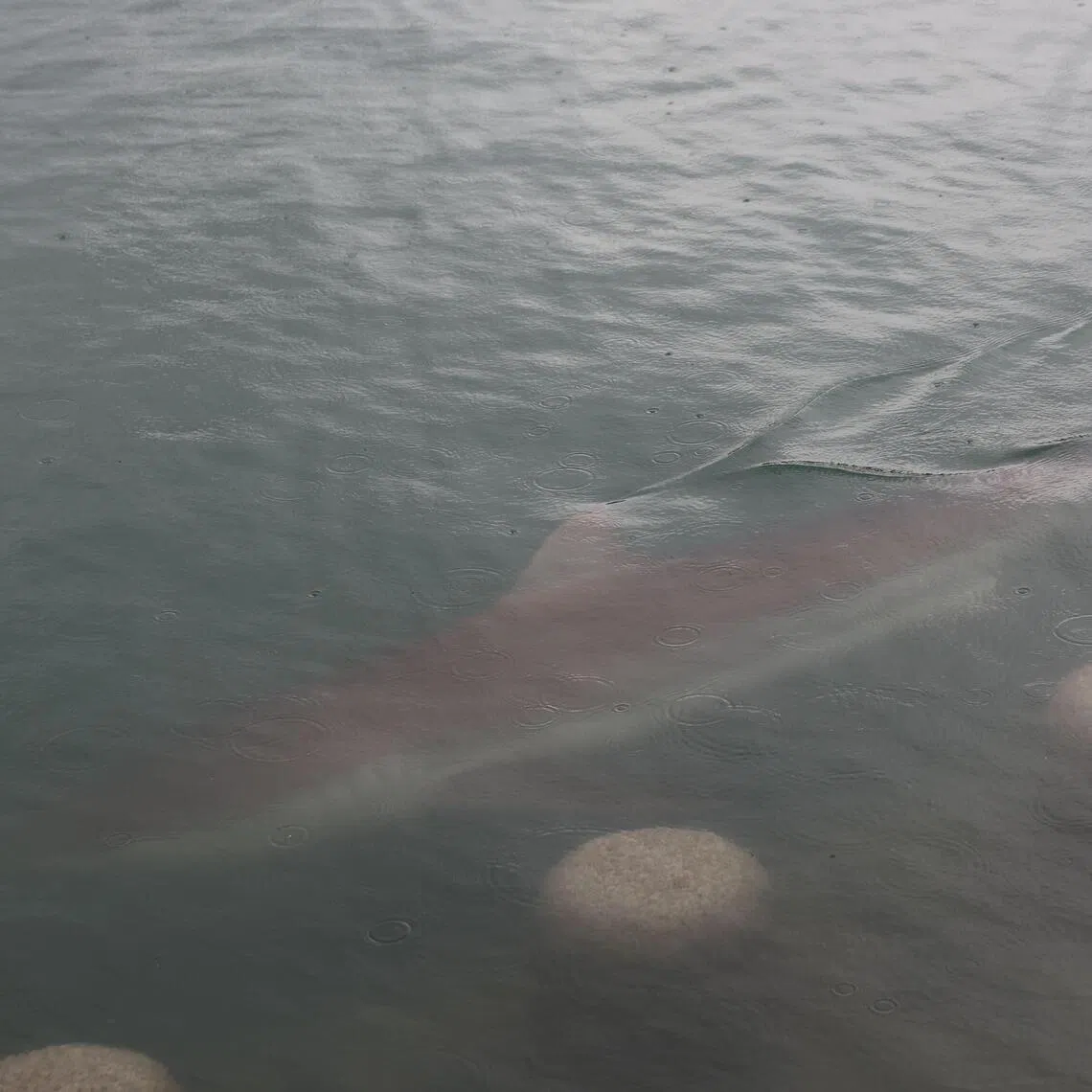 The shark, nicknamed “Bukangi”, was first seen in the waterway of a waterfront park in Busan on Sept 18.