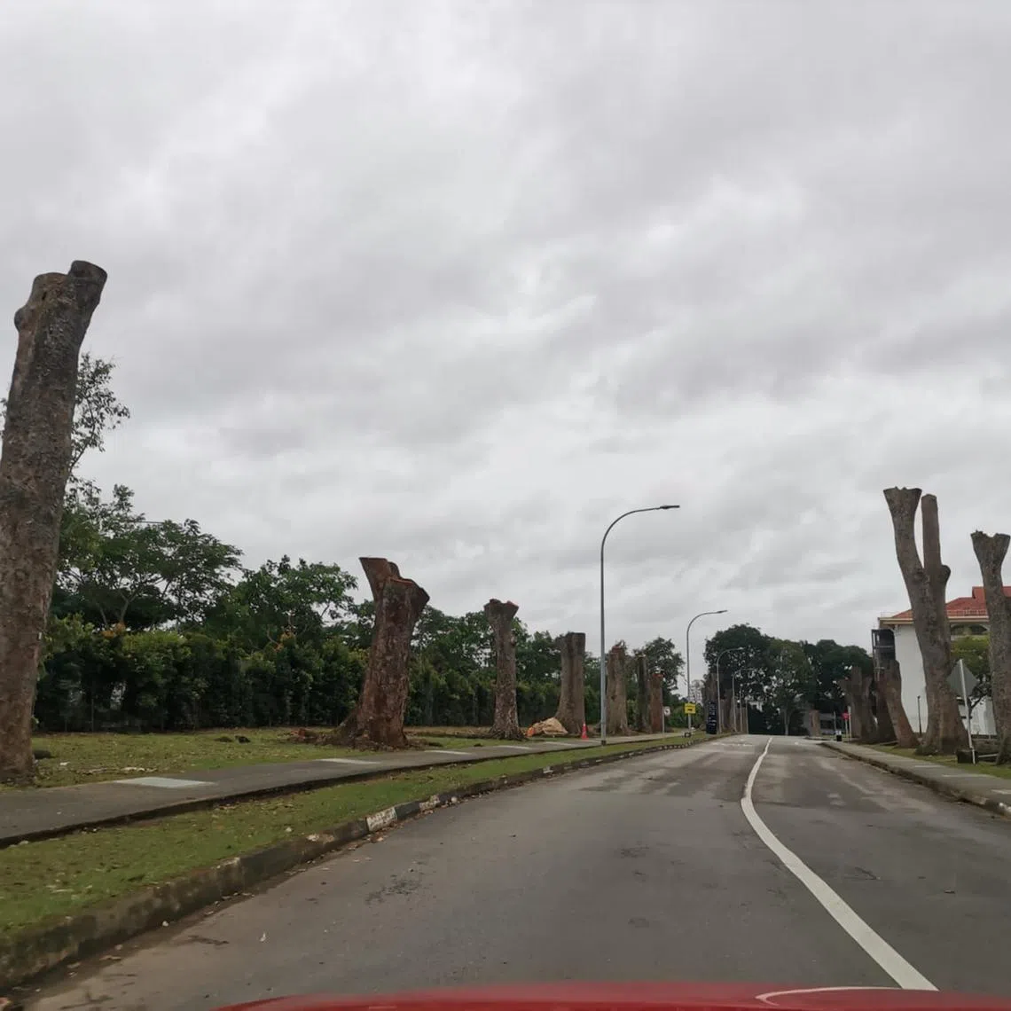 03yourpicture - Trees along Buangkok View, the road within the compound of IMH. Take on Jan 29, 2023. Credit: Matthew Tan Kim Chuan