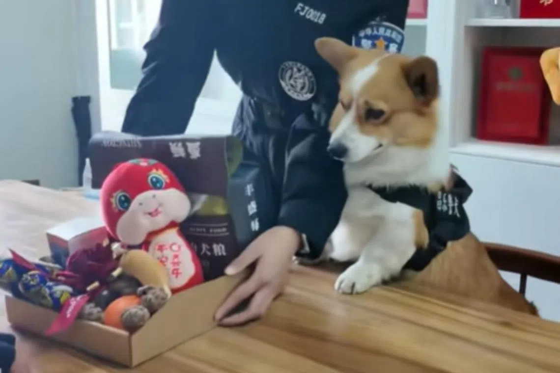 A police officer confiscating a hamper of snacks and toys from Fu Zai, China’s first corgi police dog.