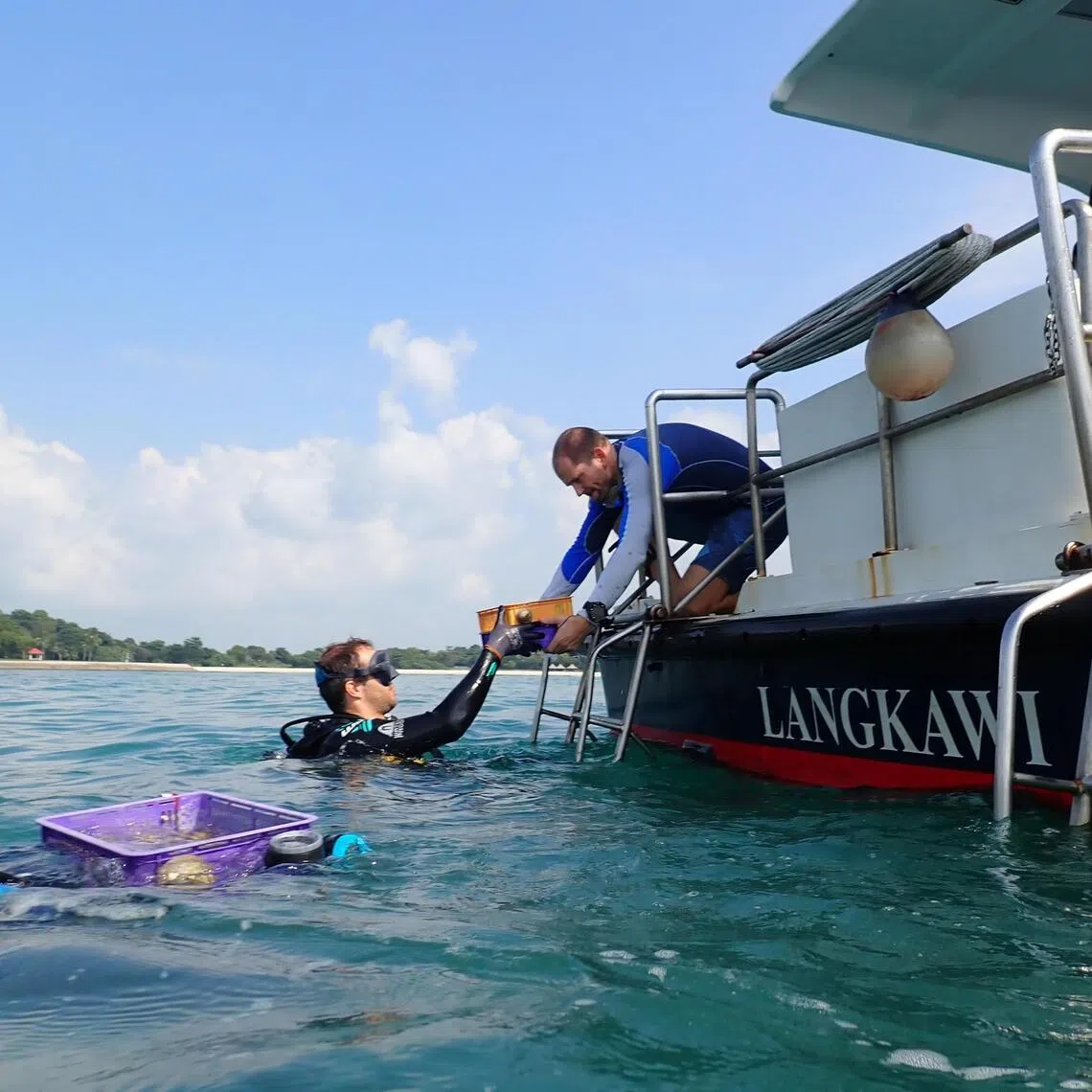 Researchers preparing to transplant coral fragments, carried in baskets, onto reefs off Kusu Island on May 25.