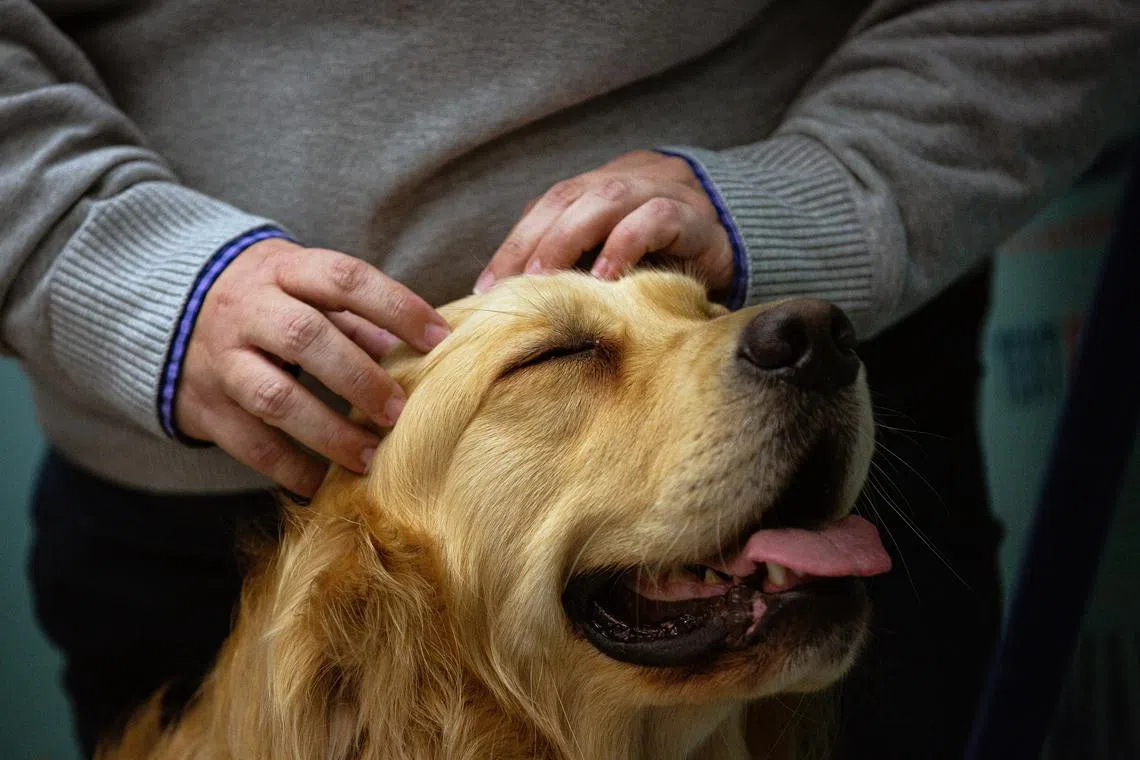 The drug is not available to pet owners yet, and the FDA must still review the company’s safety and manufacturing data. 