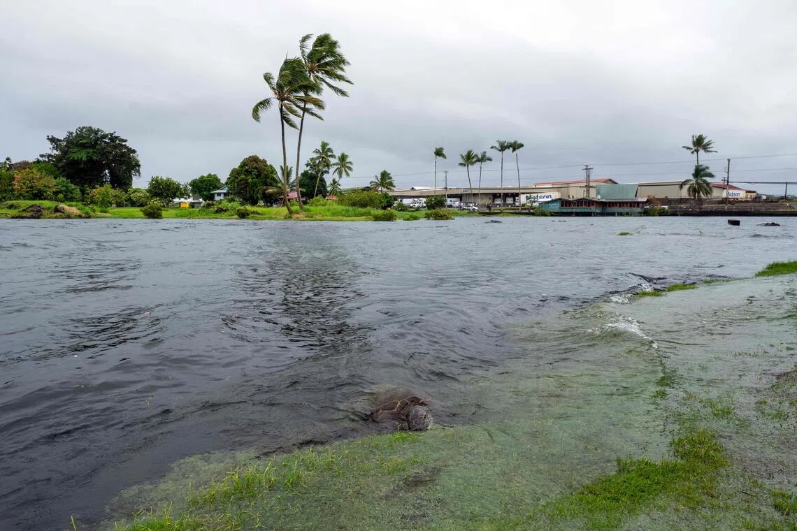 A young green sea turtle fills up on grass as ocean waters started to rise due to the approach of Tropical Storm Lala at Reed’s Bay in Hilo, Hawaii on Aug 14.