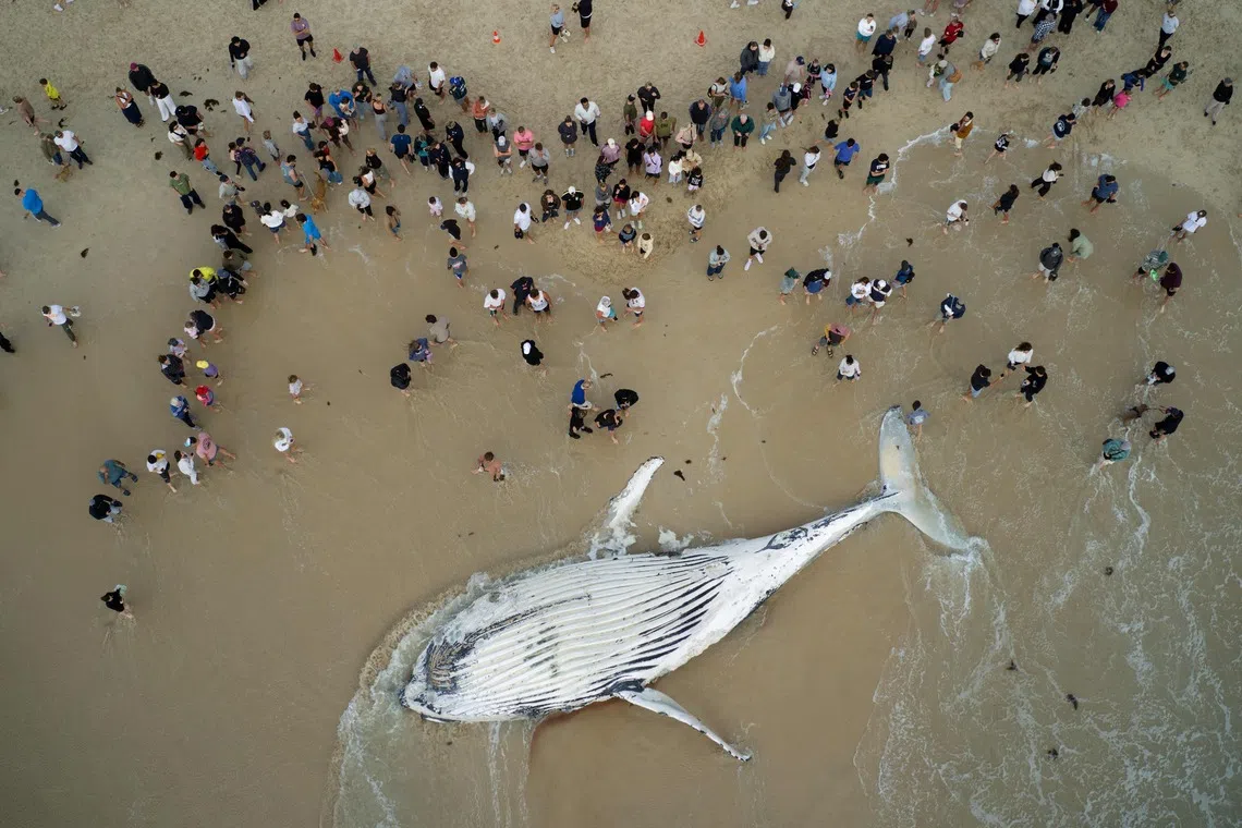 TOPSHOT - This aerial image shows beachgoers gather around a whale carcass that washed ashore at City Beach in Perth on September 28, 2026. The carcass attracted public attention as local authorities monitored the site and assessed the circumstances surrounding the whale's death. (Photo by Antony DICKSON / AFP)