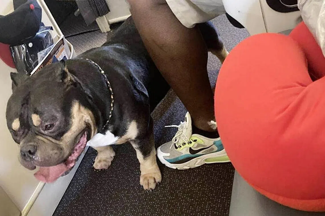 The couple on the SIA flight were seated next to an emotional support dog that farted and slobbered all over the man's legs.