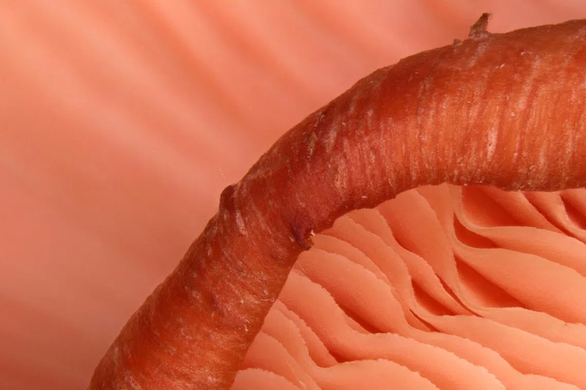 ST20250219_202530400267/asfood26/Ashleigh Sim/Neo Xiaobin
/This pastel-hued marvel is among the fastest-growing among its kind, reaching maturity in just five to seven days. Though its pink hue fades when cooked, its rich flavour lingers. ST PHOTO: NEO XIAOBIN

/In resource-scarce Singapore, food security remains a significant challenge. With under 10 per cent of our food produced locally, Singapore is reassessing our strategy to produce one-third of its nutrition locally by 2030, studying productivity, cost, and demand issues. The Straits Times takes a closer look at locally-grown food through a microscope, uncovering the beauty of our locally-grown produce that often goes unnoticed.

/Location: Nikon Imaging Center, 11 Biopolis Way, #01-02 Helios Building, S138667