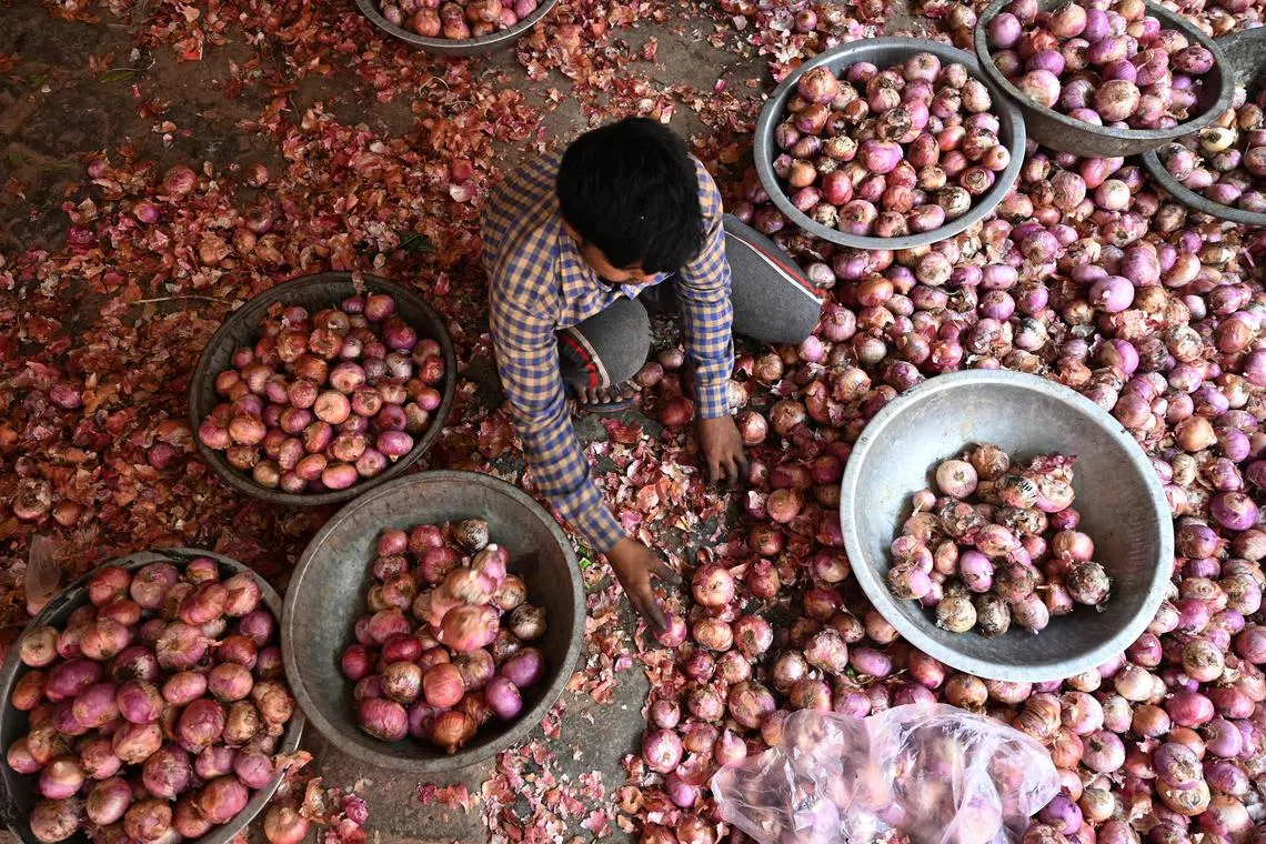TOPSHOT - A labourer sorts out onions at a vegetable market in New Delhi on May 30, 2023. (Photo by Arun SANKAR / AFP)