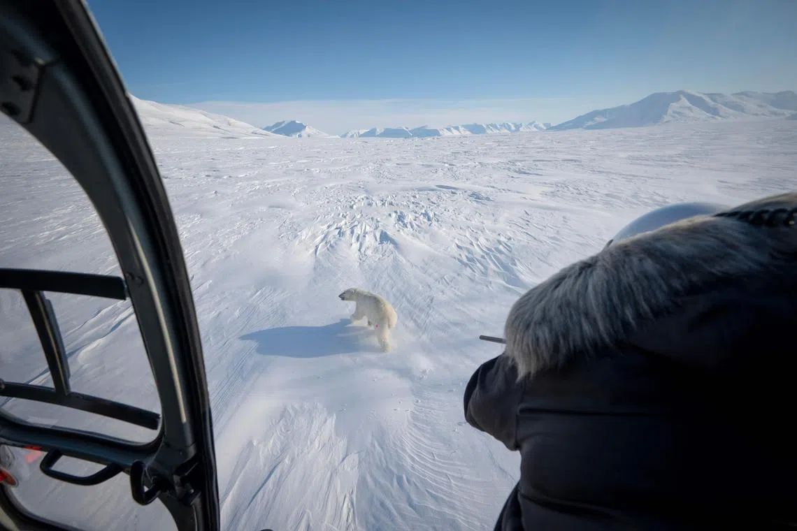 Norwegian veterinarian Rolf Arne Olberg shoots a polar bear with his air-compressed riffle to sedate it, from a helicopter flying over sea-ice in eastern Spitzbergen, in the Svalbard archipelago, on April 9.