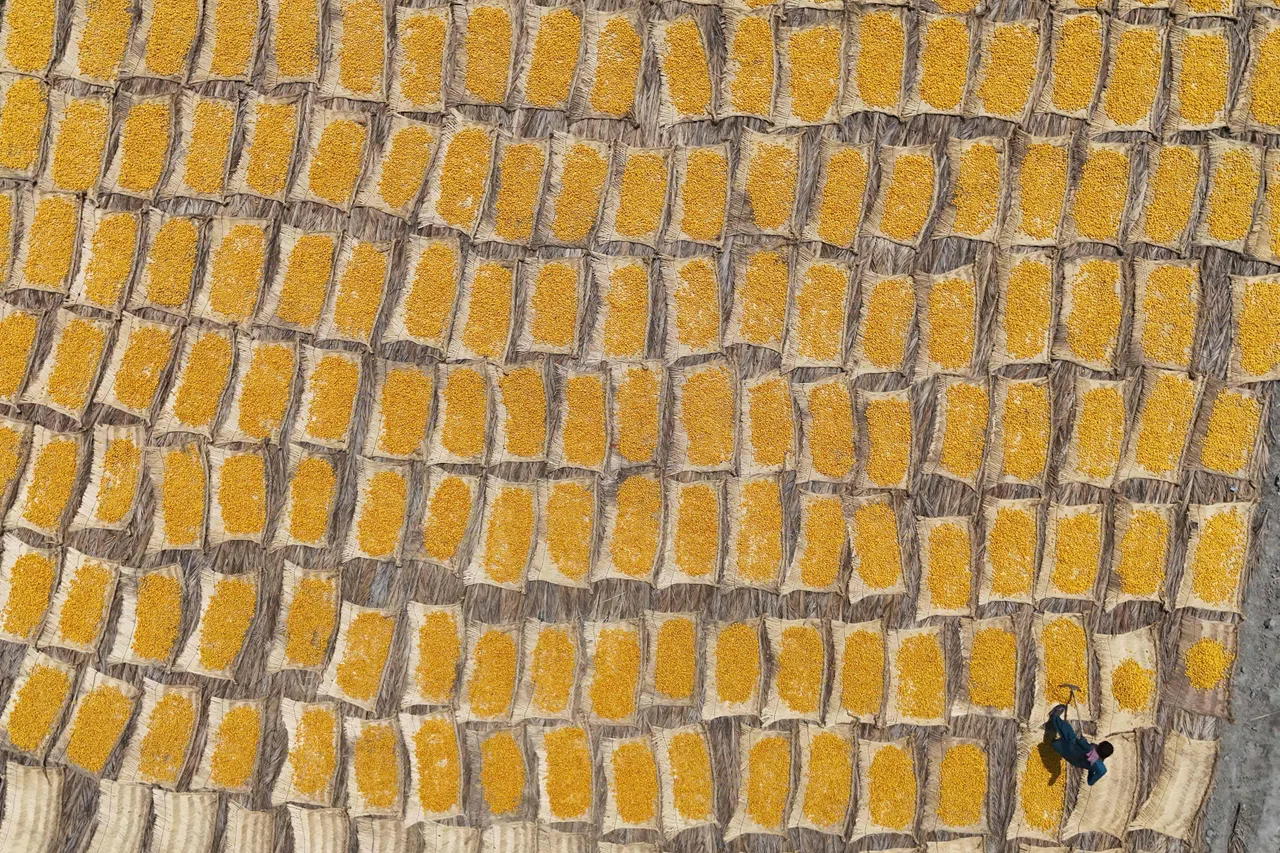 TOPSHOT - This aerial photograph taken on July 28, 2026 shows dates laid out to dry on a field near a palm orchard at Khairpur, in Pakistan's Sindh province. Date season arrives in July, when temperatures in Sindh regularly hit the mid-40 degrees Celsius. Date labourers are one of many professions in agriculturally-dependent Pakistan that are becoming more difficult and dangerous as temperatures rise. Pakistan is among the countries globally most vulnerable to climate change despite contributing less than one percent of global greenhouse gas emissions. (Photo by Aamir QURESHI / AFP)