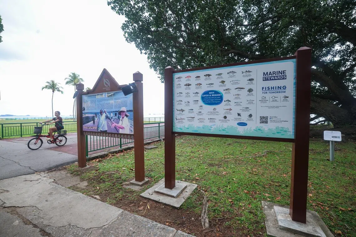 Information boards at Bedok Jetty help anglers recognise the common species of fish that can be caught there and understand which ones should be released.