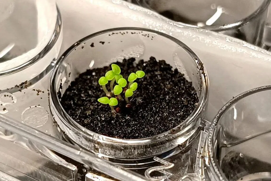 Seedlings of the tobacco relative benth, Nicotiana benthamiana, grow in simulated lunar soil in a laboratory at the China Agricultural University in Beijing, China, in this undated handout image obtained by Reuters on November 9, 2023. Yitong Xia/Handout via REUTERS