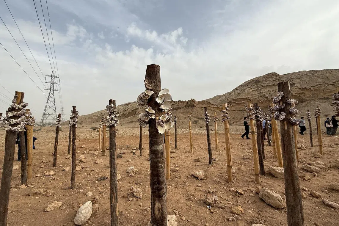 sfsharjah05 - Artist Megan Cope's installation at Buhais Geological Park


ST Photo: Ong Sor Fern
