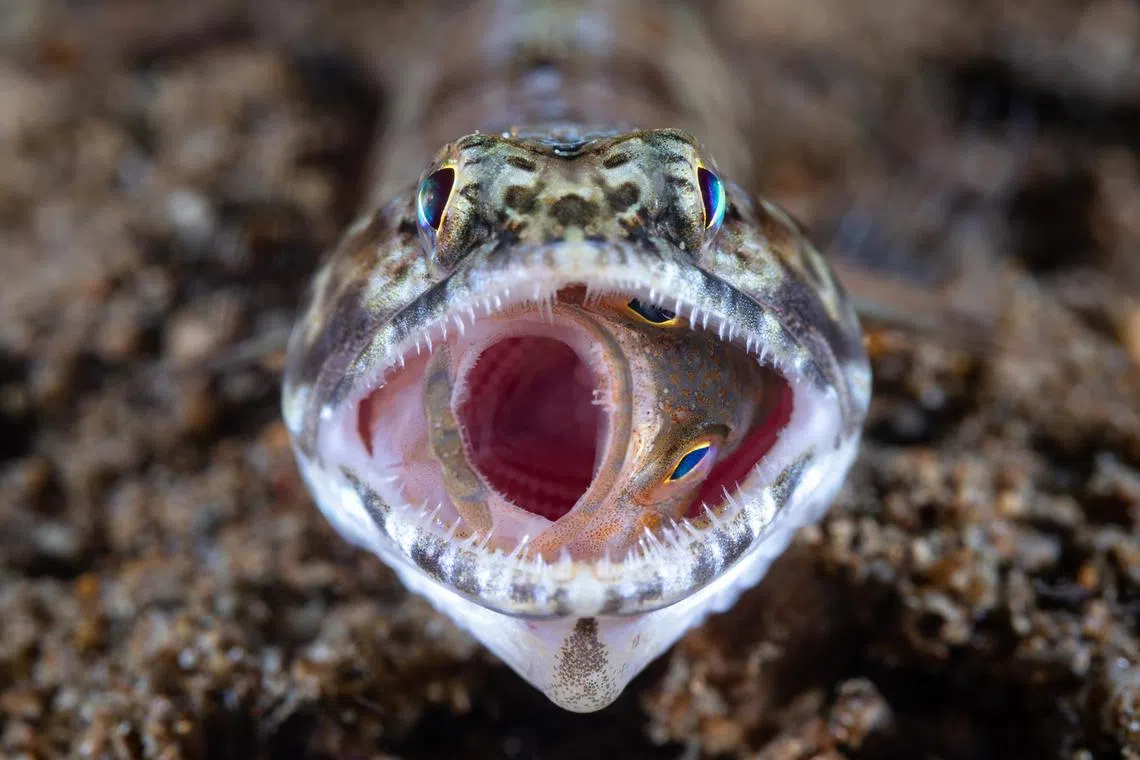 This photo won first place in the “underwater life” category in the Siena International Photo Awards 2023. It shows how a young grouper had been nearly swallowed whole by a lizardfish before managing to escape with incredible effort.