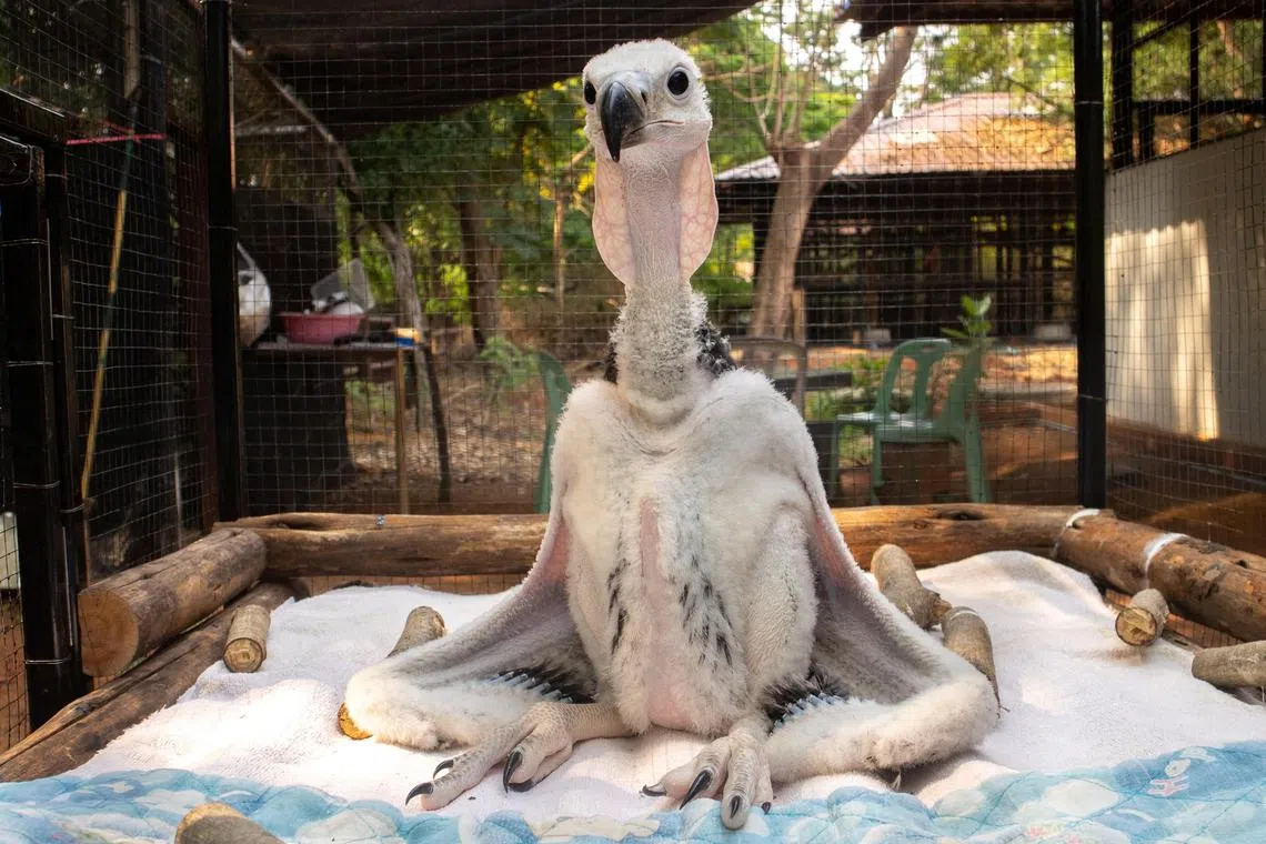 A new born red-headed vulture is pictured at Nakhon Ratchasima Zoo, Thailand, April 15, 2023. Animal Conservation And Research Institute/Handout via REUTERS ATTENTION EDITORS - THIS IMAGE HAS BEEN SUPPLIED BY A THIRD PARTY. NO RESALES NO ARCHIVES