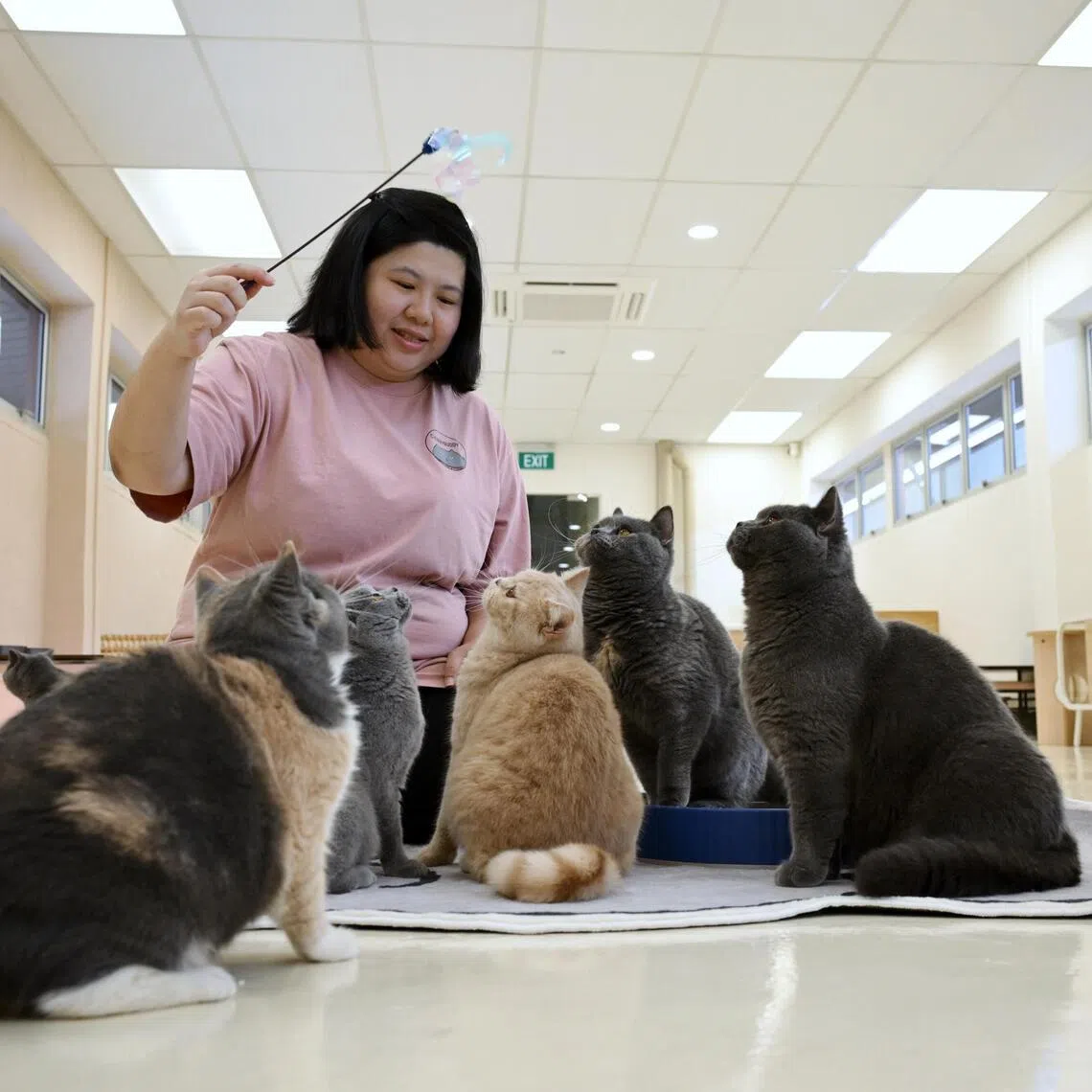 image-alt