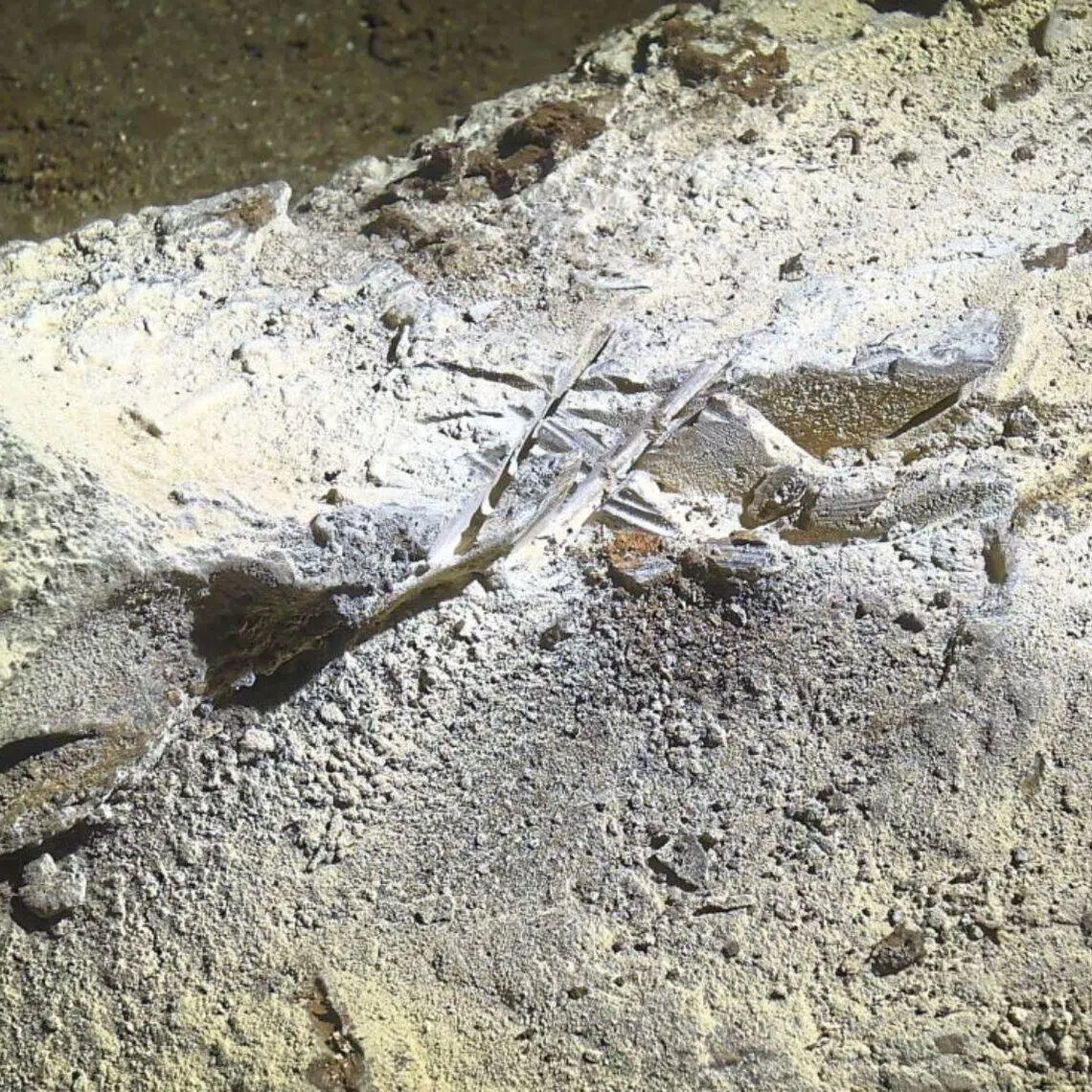 The marks made by a battery operated grinder, which is believed to have been used to remove the fossil.