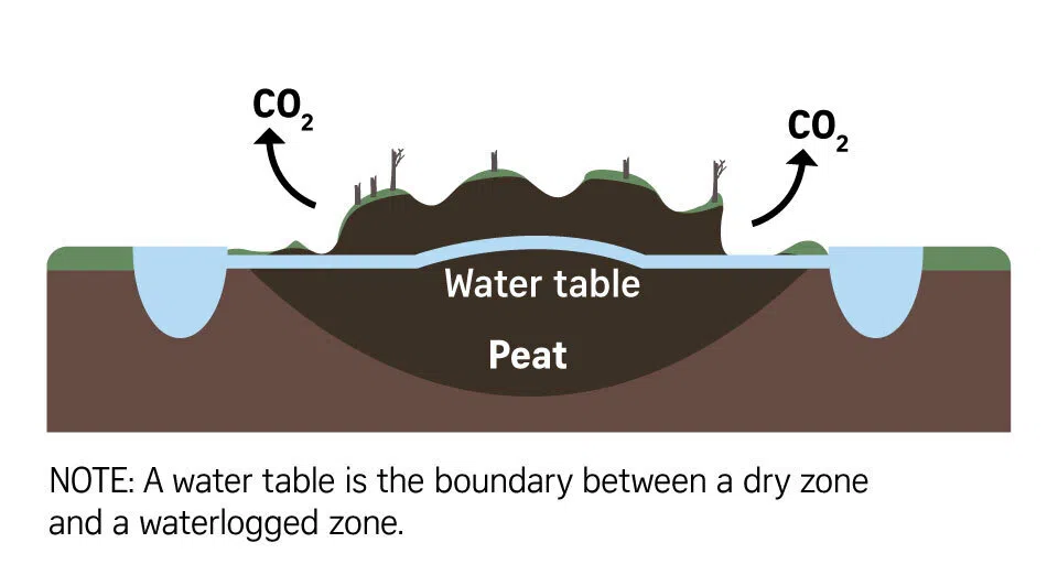 Diagram showing how drained peatlands release carbon dioxide into the atmosphere as organic matter decomposes.
