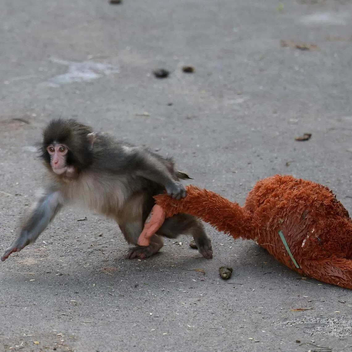 Punch became an internet sensation after videos emerged of him getting bullied by other monkeys in a Japanese zoo.