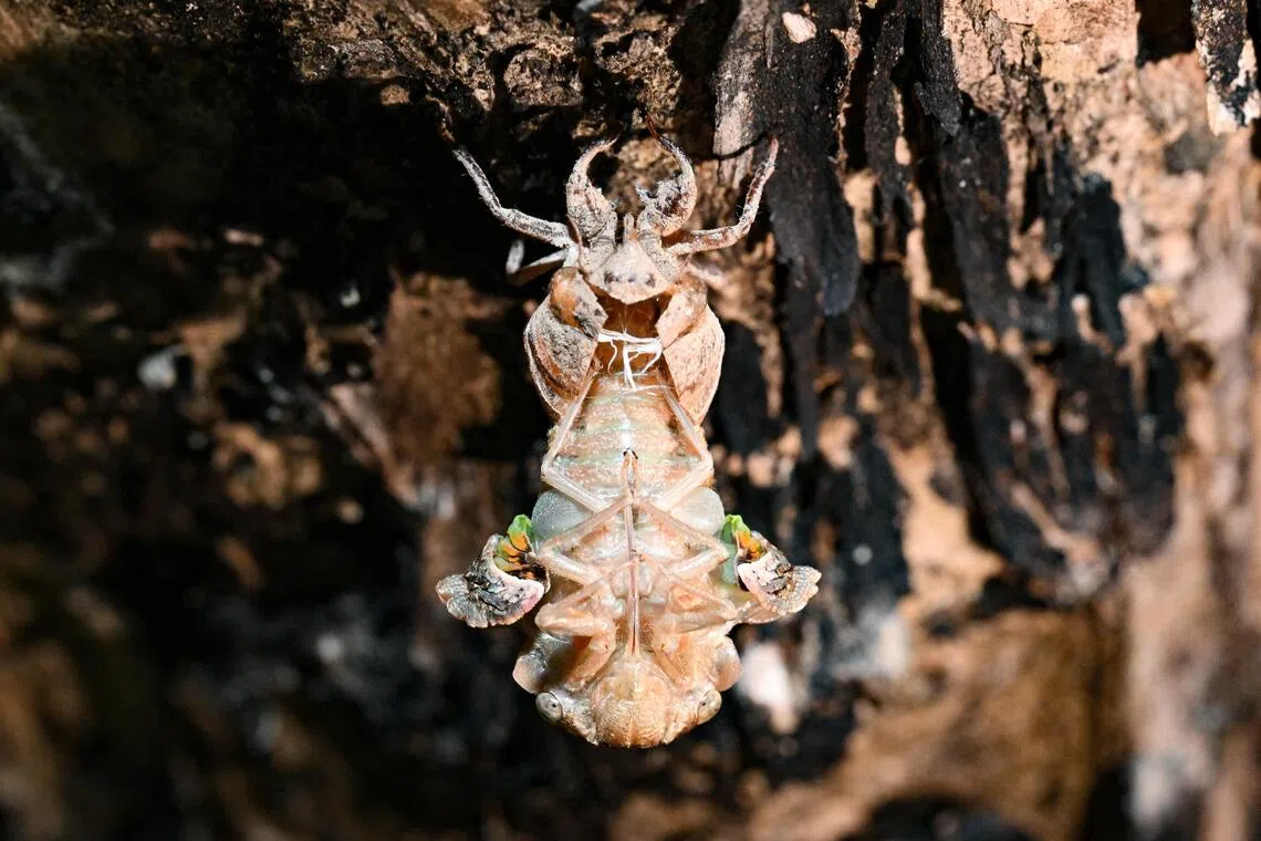 Student in China suffered temporary hearing loss after exposure to cicadas’ buzzing while camping