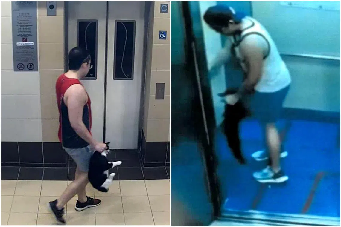 Barrie Lin Pengli began abusing cats around the end of 2019.